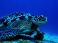   Green Sea Turtle Chelonia MydasWe saw this majestic latter part our dive. dive  